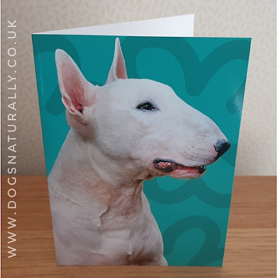 English Bull Terrier Jazzy Greetings Card